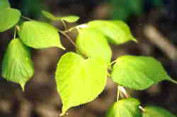 Leaves on Lime tree 4k click for larger image 18k