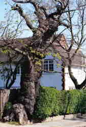 English Oak 7k click for larger image 27k