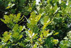 Oak leaves 7k click for larger image 29k