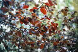 Copper Hazel leaves 7k click for larger image 27k