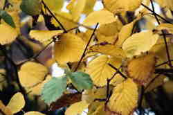 Common Hazel leaves 6k click for larger image 26k