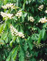 Horse Chestnut flowers 7k click for larger image 28k