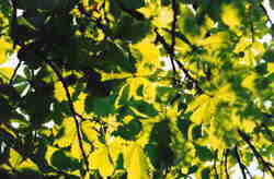 Horse Chestnut leaves 7k click for larger image 27k