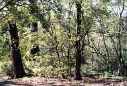 Little Wood 7k click for larger image 29k