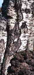 Silver Birch trunk 5k click for larger image 24k