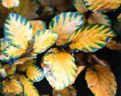 Fastigiate Beech leaves 6k click for larger image 26k