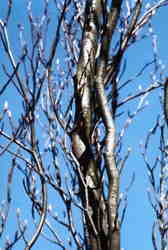 Beech 7k click for larger image 29k
