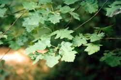 Wild Service leaves 6k click for larger image 22k