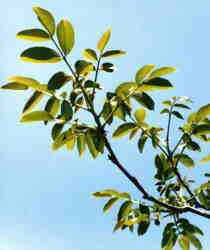Common Walnut leaves 6k click for larger image 25k