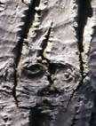 A face in the bark 5k click for larger image 28k