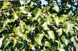 Italian Alder  7k click for larger image 28k