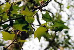 Leaves on London Plane 6k click for larger image 27k