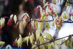 Japanese Maple 6k click for larger image 29k