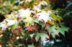 Japanese Maple 6k click for larger image 25k