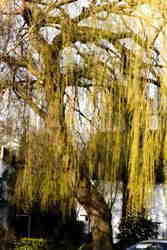 Weeping Willow 7k click for larger image 28k