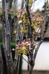 Fastigiate Cherry 7k click for larger image 28k