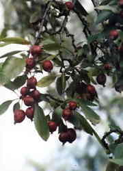 Crab Apple 6k click for larger image 29k