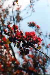 Crab Apple 6k click for larger image 27k