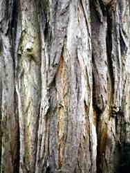 False Acacia bark 7k click for larger image 27k