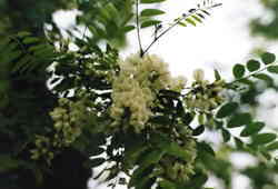 False Acacia flowers 6k click for larger image 28k