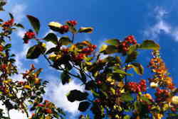 Broad-leafed Cockspur Thorn 7k click for larger image 28k