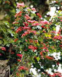 Red Hawthorn / May 7k click for larger image 28k
