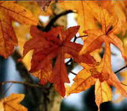 Liquidambar leaves 7k click for larger image 28k