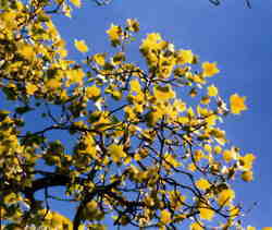 Tulip Tree 9k click for larger image 29k