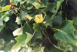 Tulip Tree flower 6k click for larger image 27k