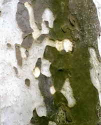 Bark of London Plane 7k click for larger image 23k