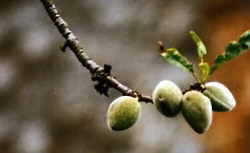 Almonds 4k click for larger image 22k