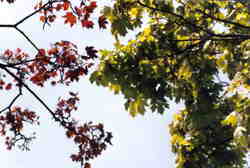 Acer 'Schwedleri' 7k click for larger image 28k