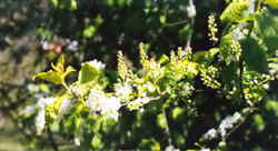 Bird Cherry 7k click for larger image 27k