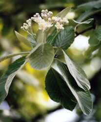Whitebeam flowers 7k click for larger image 27k
