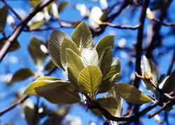 Whitebeam 7k click for larger image 27k
