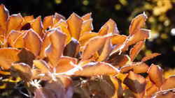 Copper Beech leaves 7k click for larger image 27k