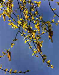 Silver Birch leaves 7k click for larger image 29k