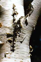 Kashmir Birch 7k click for larger image 26k