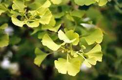 Ginkgo leaves 7k click for larger image 27k