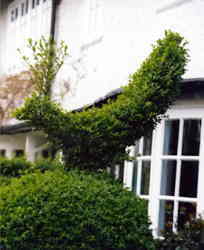 Topiary Peacock in the Hedge 7k click for larger image 28k