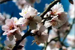 Almond blossom 6k click for larger image 28k