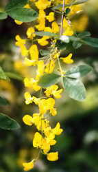 Laburnum flowers 7k click for larger image 27k