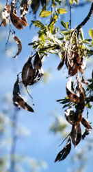 Laburnum seed pods 7k click for larger image 26k