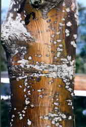 Laburnum bark 7k click for larger image 27k