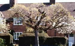Mop-Headed Acacias 7k click for larger image 27k