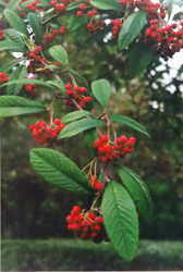 Himalayan Tree Cotoneaster 7k click for larger image 27k