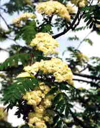 Rowan flowers 7k click for larger image 28k