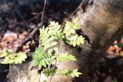 Rowan leaves 7k click for larger image 27k
