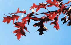 Red Oak leaves 6k click for larger image 28k