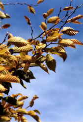 Hornbeam leaves 7k click for larger image 28k
